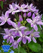 Unifolium