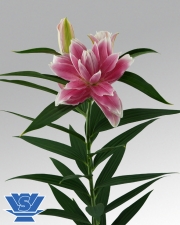 VWS Flowerbulbs | Lilium / Lily bulbs | Double Lilium | Milano